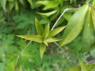 green leaves in the street