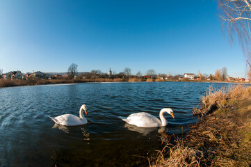 white swans group on the lake swim well under the bright sun