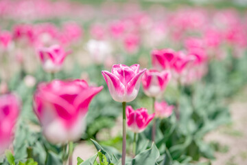 早春に咲くチューリップの花
