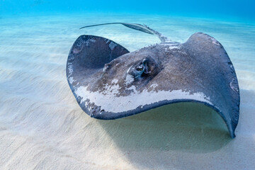 Stingray on shallow sand bar