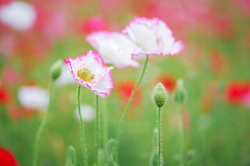 カラフルなポピー畑の風景