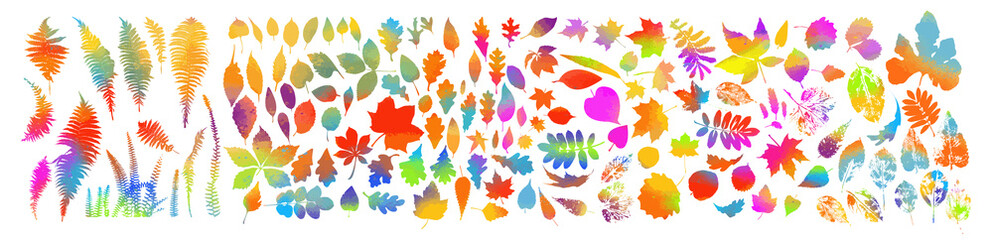 Set of tree colorful leaves. Vector illustration