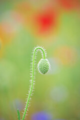 カラフルなポピー畑の風景
