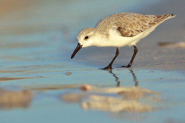 Sanderling, Calidris alba, Saint Andrews Sate Park, Florida, USA