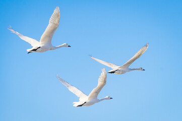 Fototapeta na wymiar 青空を飛翔する白鳥