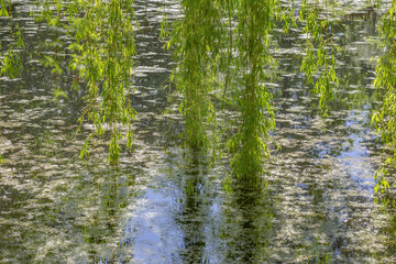 Obraz premium The tree is reflected in the water surface of the pond in the park