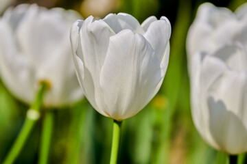 White Tulip flowers in springtime with blurry tulips in background, Soft selective focus, tulip close up