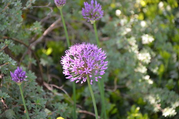 allium flower