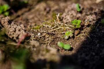 Macro. An ant in the middle of the garden.