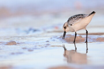 Sanderling, Calidris alba, Saint Andrews Sate Park, Florida, USA