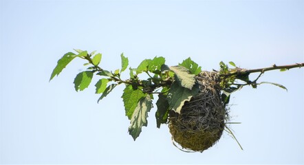 bird nest on a branch