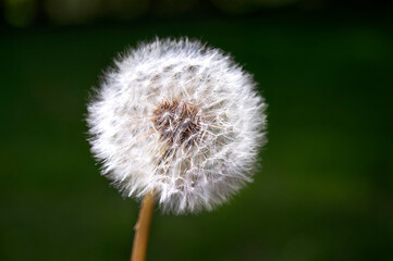 dandelion on green background