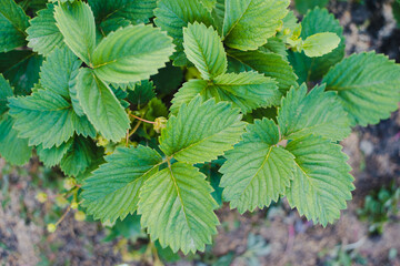 strawberry leaves, strawberry bed 