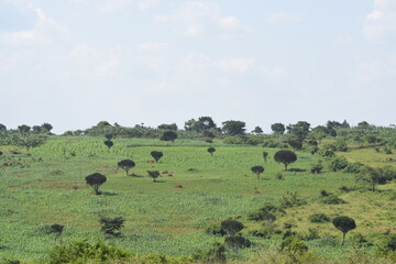 Rural farm - Kassanda, Uganda