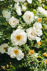 Fototapeta premium white rose hip flowers, rose hip flowering bush
