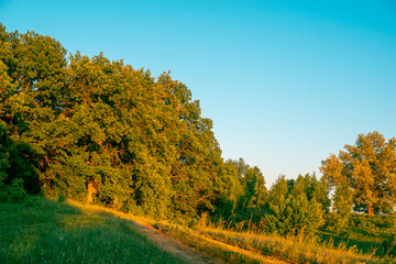 Naklejka premium The road leading through the green forest.
