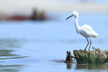Snowy Egret, Egretta thula, J.N. Ding Darling National Wildlife Refuge, Florida, USA