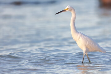 Snowy Egret, Egretta thula, Saint Andrews Sate Park, Florida, USA