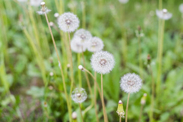 dandelions, dandelion meadow, dandelion seeds 