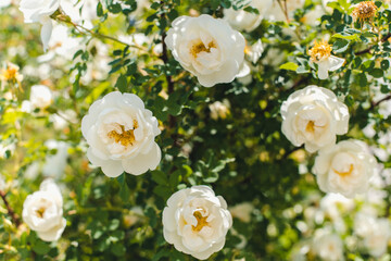 Fototapeta na wymiar white rose hip flowers, rose hip flowering bush