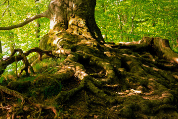 Strong and exposed roots of an old gnarled tree. In the dense forest with play of light and shadow. 