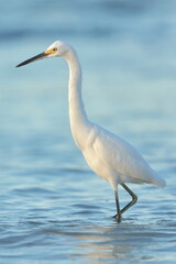 Snowy Egret, Egretta thula, Saint Andrews Sate Park, Florida, USA