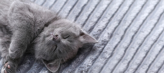 A small gray kitten falls asleep after active games. Sleeping a cat.