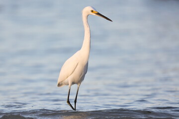 snowy egret, Egretta thula, Saint Andrews Sate Park, Florida, USA
