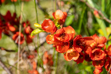 Flowering quince blooms in spring. Red flowers of Chaemnomeles japonica quince. Selective focus