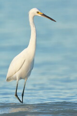 Snowy Egret, Egretta thula, Saint Andrews Sate Park, Florida, USA