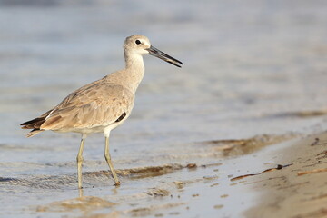 Stilt Sandpiper, Calidris himantopus, Saint Andrews Sate Park, Florida, USA