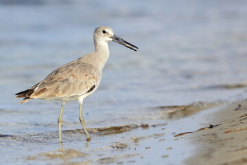 Stilt Sandpiper, Calidris himantopus, Saint Andrews Sate Park, Florida, USA