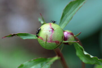 Close up of a Peony flower bud