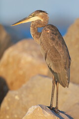 Tricolored heron, Egretta tricolor, Saint Andrews Sate Park, Florida, USA