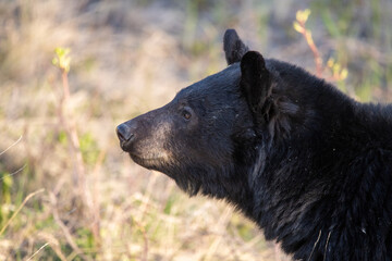 Side profile of a wild black bear seen in northern Canada, Yukon Territory during spring time with...