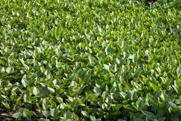 The green hyacinth leaves are in the water canal.