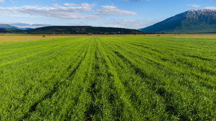 Aerial drone view of wheat field. Green cereals on sunset, view from above. Spikelet of wheat swaying in the wind. Young ripe ears swaying on the wind. Agriculture.