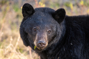 Close shot of a wild black bear face with greenery, grass, food sticking out of its mouth during spring time with natural blurred background. 