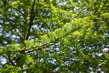 Fototapeta na wymiar Bald cypress is a coniferous tree of Cupressaceae native to North America and grows in wetlands.