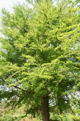 Bald cypress is a coniferous tree of Cupressaceae native to North America and grows in wetlands.