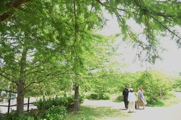 Bald cypress is a coniferous tree of Cupressaceae native to North America and grows in wetlands.