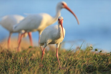 White Ibis, Eudocimus albus, Sebastian Inlet  Sate Park, Florida, USA
