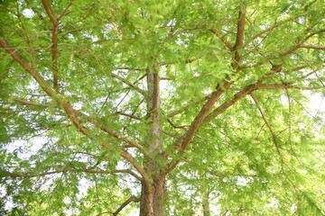 Bald cypress is a coniferous tree of Cupressaceae native to North America and grows in wetlands.