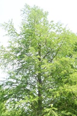 Bald cypress is a coniferous tree of Cupressaceae native to North America and grows in wetlands.