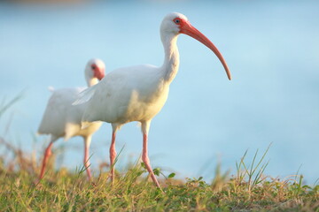 White Ibis, Eudocimus albus, Sebastian Inlet  Sate Park, Florida, USA
