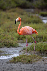 American Flamingo on Caribbean Island