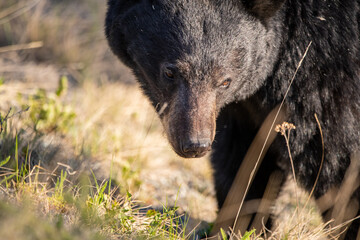 Fototapeta na wymiar Close up face shot of a wild black bear seen in Yukon Territory during spring time with blurred, natural background. 