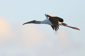 wood stork, Mycteria americana, Sebastian Inlet  Sate Park, Florida, USA