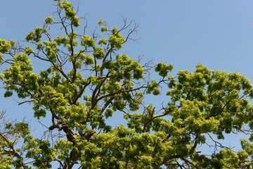 branch of an oak tree with clusters of leaves against a blue sky