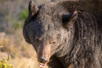 Wild black bear seen in natural environment during spring time in Yukon Territory. Standing, looking off to the side with mouth open. 